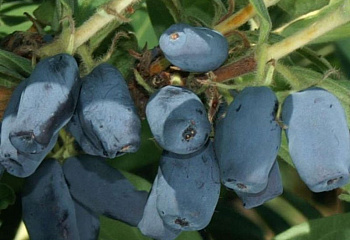 Жимолость съедобная Lonicera edulis Blue-Grey