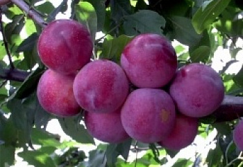 Алыча Prunus divaricataм Сигма