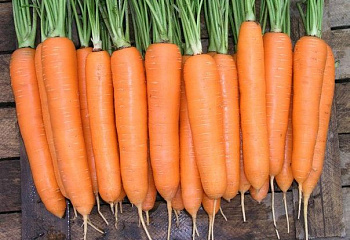 Морковь Carrot Sirkana 