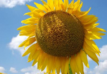 Подсолнечник Sunflower Tutti 