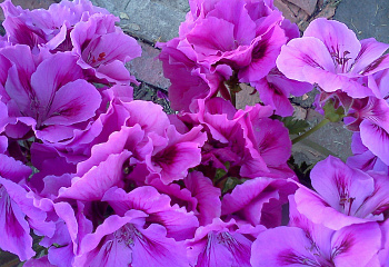 Пеларгония Pelargōnium Blue Wonder 