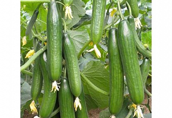Огурец Cucumber Sagami Hanjiro Cucumber 
