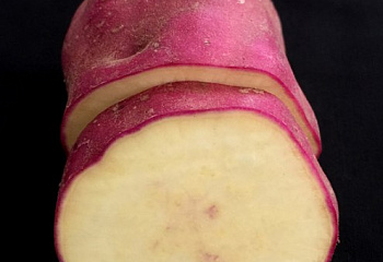 Батат или Сладкий картофель Sweet Potato Red Kumara 