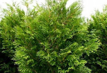 Туя западная Bodmeri 