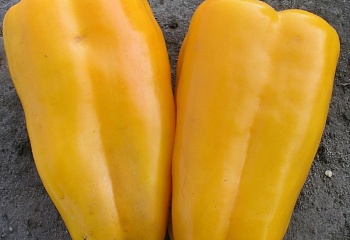 Перец сладкий  Sweet pepper Gemini 