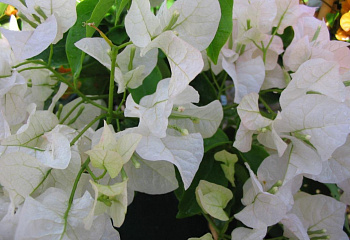 Бугенвиллия или Бумажный цветок  Bougainvillea Penelope 