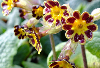 Примула Primula Elatior Hybriden 