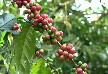 Кофейное дерево Coffee Racemosa 
