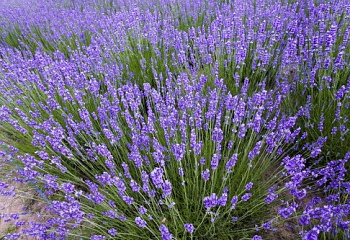 Лаванда Lavandula Early 