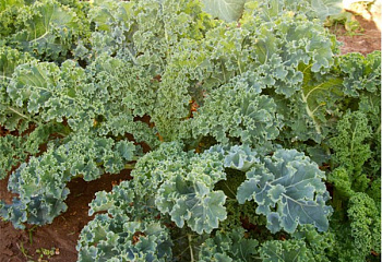 Капуста листовая Кале Kale Dwarf Siberian 