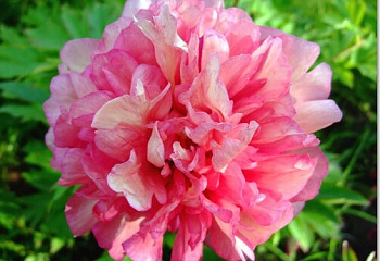 фото: Пион Norwegian Blush Пион Norwegian Blush