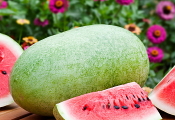 Арбуз Watermelon Charleston Grey  