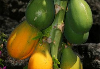 Папайя или Дынное дерево Carica papaya Waimanolo 