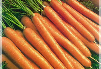 Морковь Carrot Rosal 
