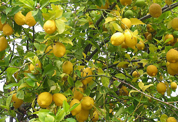 Лимон Citrus limon World 