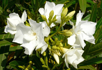 Олеандр обыкновенный  Nerium oleander Montblanc 