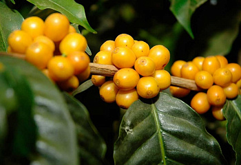 Кофейное дерево Coffee Bourbon Yellow 