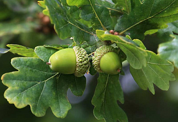 Дуб черешчатый Quercus robur Fastigiata 