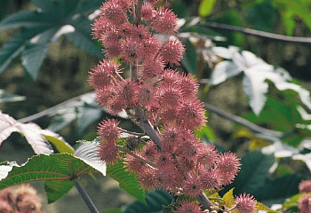 Клещевина Rícinus Pink tree 