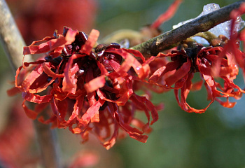 Гамамелис (Волшебный орех) Hamamelis japonica Livia 