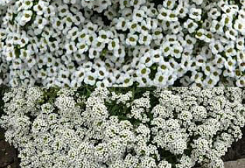 Алиссум Alyssum или Лобулярия Lobularia Easter Bonnet White 