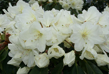 Рододендрон Cunningham’s white 
