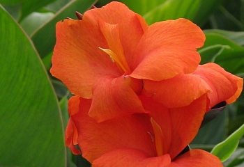 Канна Canna Delibab 