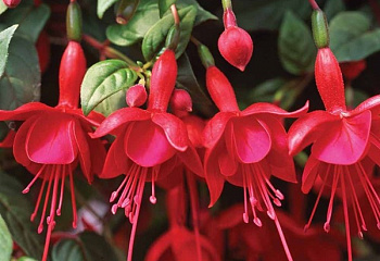 Фуксия Fuchsia Marinka 