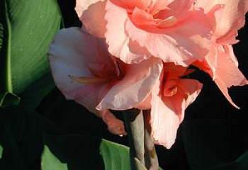 Канна Canna Coral 
