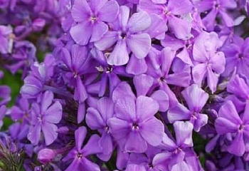 Флокс Phlox Mrs. Ethel Pritchard 