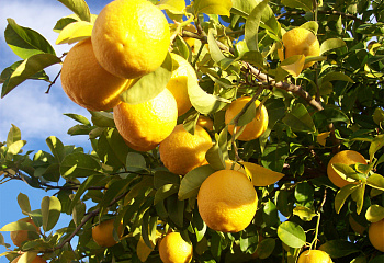 Лимон Citrus limon Novgorod 