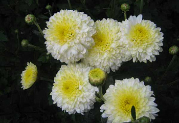Хризантема Chrysanthemum Hellija 