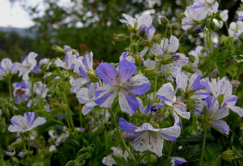 Герань Geranium Splish Splash 