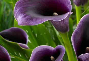 Калла Cаlla Akela 