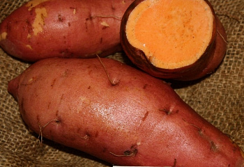 Батат или Сладкий картофель Sweet Potato Beauregard 