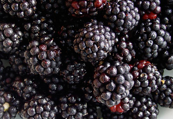 Ежевика Rubus Smootstem Blackberry