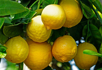Лимон Citrus limon Odessa 