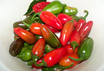 Перец острый Hot pepper Tam Mild Jalapeno 