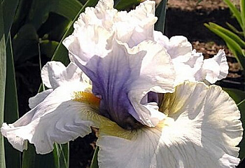 Ирис Íris Ivory Ghost 