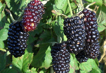Ежевика Rubus Bedford Giant Blackberry