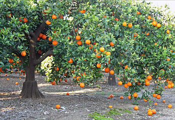 Апельсиновое дерево Orange Tree Valencia Late 