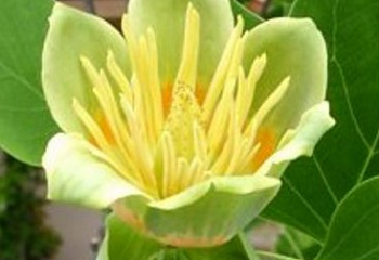 Лириодендрон, или Тюльпанное дерево Liriodendron Fastigiatum 