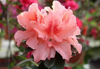 Азалия (рододендрон листопадный) Azalea Doberlug 