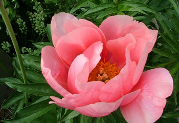 фото: Пион Lovely Rose Пион Lovely Rose