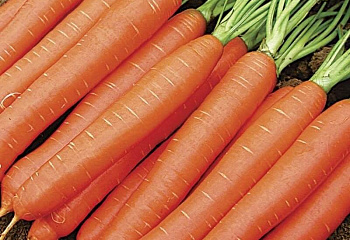 Морковь Carrot Trafford 