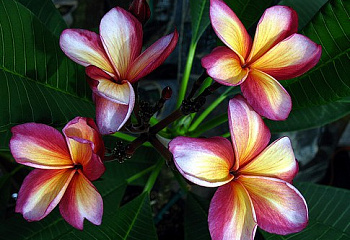 Плюмерия Plumeria Golden Ray 