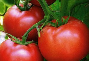 Помидор Тomato Malike 