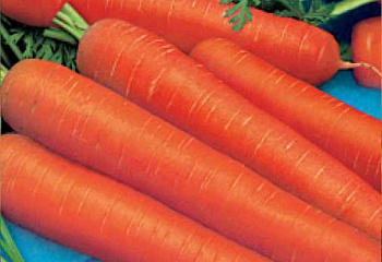 Морковь Carrot Naydzhel 