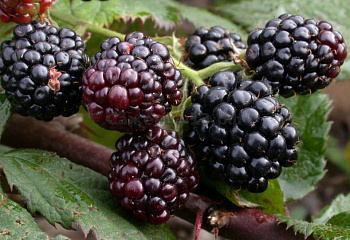 Ежевика Rubus Thornfree