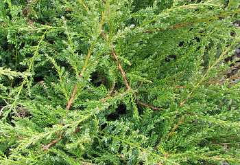 Можжевельник Juníperus Pfitzeriana Compacta 